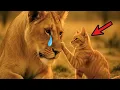 Download Lagu This Rescued Lion Couldn't Even Roar. Then a House Cat Changed Everything