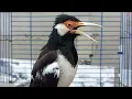 Download Lagu Pancingan Jalak Suren Gacor Full Isian Variasi Buat Masteran Suara Burung Jalak Muda Belajar Bunyi