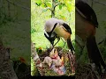 Download Lagu BURUNG CENDET YANG SEDANG MEMBERIKAN MAKAN KEPADA ANAKNYA DI ALAM LIAR.