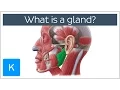 What is a gland? - Human Anatomy | Kenhub