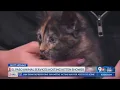 Mutt Mondays El Paso Animal Services hosting Kitten Shower