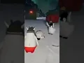 Download Lagu PINGÜINO PEGA Y EXPLOTA 🐧🚬