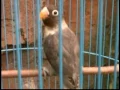 Download Lagu Pancingan Lovebird MALES BUNYI jadi NGEKEK PANJANG, Terbukti hanya dites 5 menit langsung