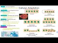 Pathophysiology Week 1 Quiz Review