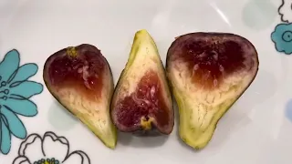 أول انتاج لشجرة التين كول دي دام ميتانته Coll De Dama Mutante  أول انتاج لشجرة التين كول دي دام ميتانته Coll De Dama Mutante