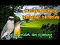Download Lagu Masteran burung istimewa jingjing petulak dan pijantung pisang 🔥🔥