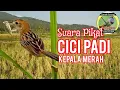 Download Lagu Pikat Cici Padi Kepala Merah