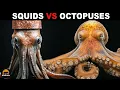 What Is The Difference Between Squids And Octopuses