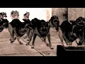 Call of Duty 4 Confused Dogs