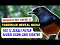Pancingan mental murai batu Paling Ampuh, Sekali Putar Murai Drob Seketika Fighter
