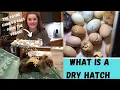 What is a Dry Hatch Raise Your Hatch Rate Can Refrigerated Eggs Hatch