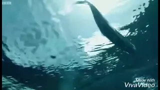 ماتيسر من سورة الحاقة القارئ     عبدالرحمن مسعد        دندنها