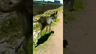 صغير الحمار يسمى جحش 