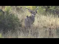 Download Lagu Greater Kudu Bull