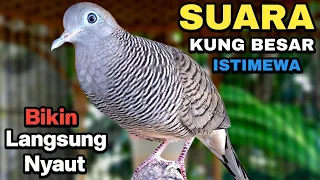 perkutut lokal gacor suara kung besar pancingan burung perkutut agar bunyi 