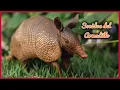 SONIDOS del ARMADILLO (10 Minutos) 🐾🎶🔊