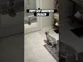 Download Lagu Doggy doppelganger #puppy #dogsofyoutube #shorts
