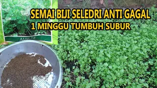 Download Cara Semai Biji  SELEDRI  Anti Gagal  Cepat Tumbuh  Subur  \u0026 Cepat Besar # PART 1 MP3