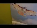 extremely accurate birds by tommy siegal - Nov 2023