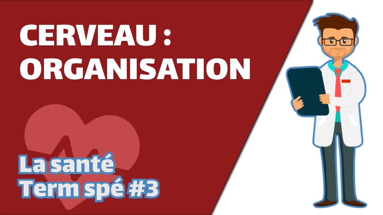 Le cerveau : organisation- SVT - SANTÉ Term spé #3 - Mathrix
