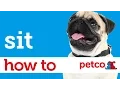How to Train Your Dog to Sit Petco