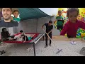Download Lagu Hamid’s Handy Day 💪 | Beautifying the House with Pebbles \u0026 Vaccinating the Puppy 🪨🐾