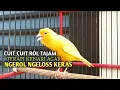 Download Lagu kenari gacor panjang Cuit Cuit EMOSI, Pancingan Kenari Paud Belajar Bunyi, terapi AMPUH Kenari MACET