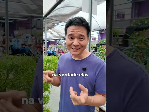 Árvore da felicidade macho e fêmea?