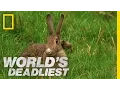 Lagu Stoat Hypnotizes Rabbit | World's Deadliest
