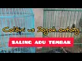 Download Lagu Kolibri vs Sogok Ontong Gaya Mewah buka ekor gaya joss