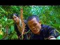 Download Lagu Dwarf Family Harvests Turmeric in the Forest – Shocking Encounter with Venomous Centipede Nest