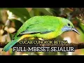 Download Lagu Cungkok edan sejaluran mbeset 