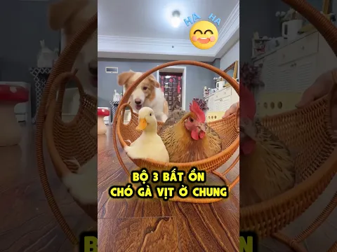 Bộ 3 Bất Ổn Gà Vịt Chó 🐔🦆🐶