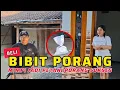 Download Lagu MIMPI BUDIDAYA PORANG UNTUNG RATUSAN JUTA, PERGI KE GUNUNG BELI BIBIT PORANG.