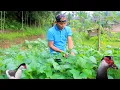 Download Lagu lembayung ( daun kacang tunggak) telur mentok santan pedas petik diladang