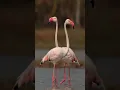 Lagu Flamingo shorts video #shortsvideo #trend #viral #shortsfeed #trending #viralvideo #shortsyoutube