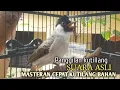 Lagu Suara Burung Kutilang Gacor ASLI Tanpa isian, Ampuh untuk Pikat Kutilang bikin kutilang Ribut gacor