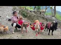 Lagu A Vietnamese girl, with the help of two dogs, carries chickens to the market to sell - ha thi muon