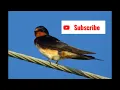 Download Lagu Video Suara Burung Walet