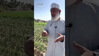 زراعة الثوم 