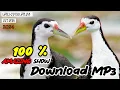 Download Lagu dak pakhir dak.suara ruak ruak. waterhen sound. ডাউক পাখির ডাক। ডাহুক পাখির ডাক। - 28