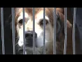 Ventura County Animal Shelter reopens to the public
