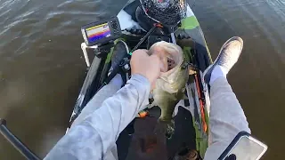 Fishing the Legal Dope Tiny Tum for Bass Fishing Big Swimbait