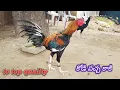 Download Lagu కోడి పచ్చ కాకి bimavaram jathi punju rooster 9849521431