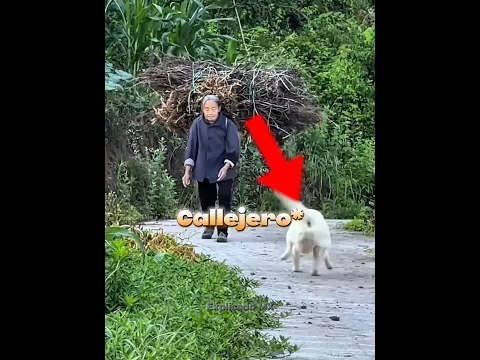 El amor del perro #youtubeshorts 💔🐶😍
