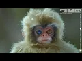 Download Lagu Robot Spy Monkey Enjoys A Spa With Snow Monkeys!