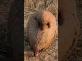 Download Lagu Pangolins are rare, national treasures are coming, animal world, animal search