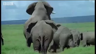 elephant mating fighting u0026 pregnancy animals the inside story bbc