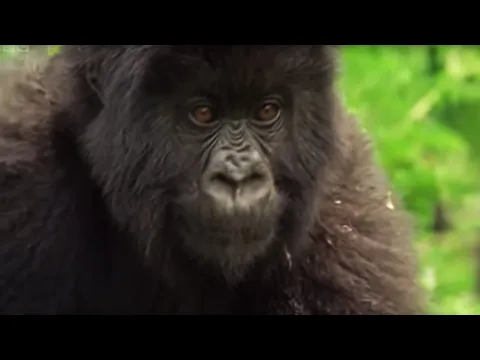 Download MP3 Meet This Family of Mountain Gorillas | Cousins | BBC Earth