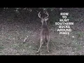 How to Hunt Pressured SOUTHERN PUBLIC LAND Bucks around PINES